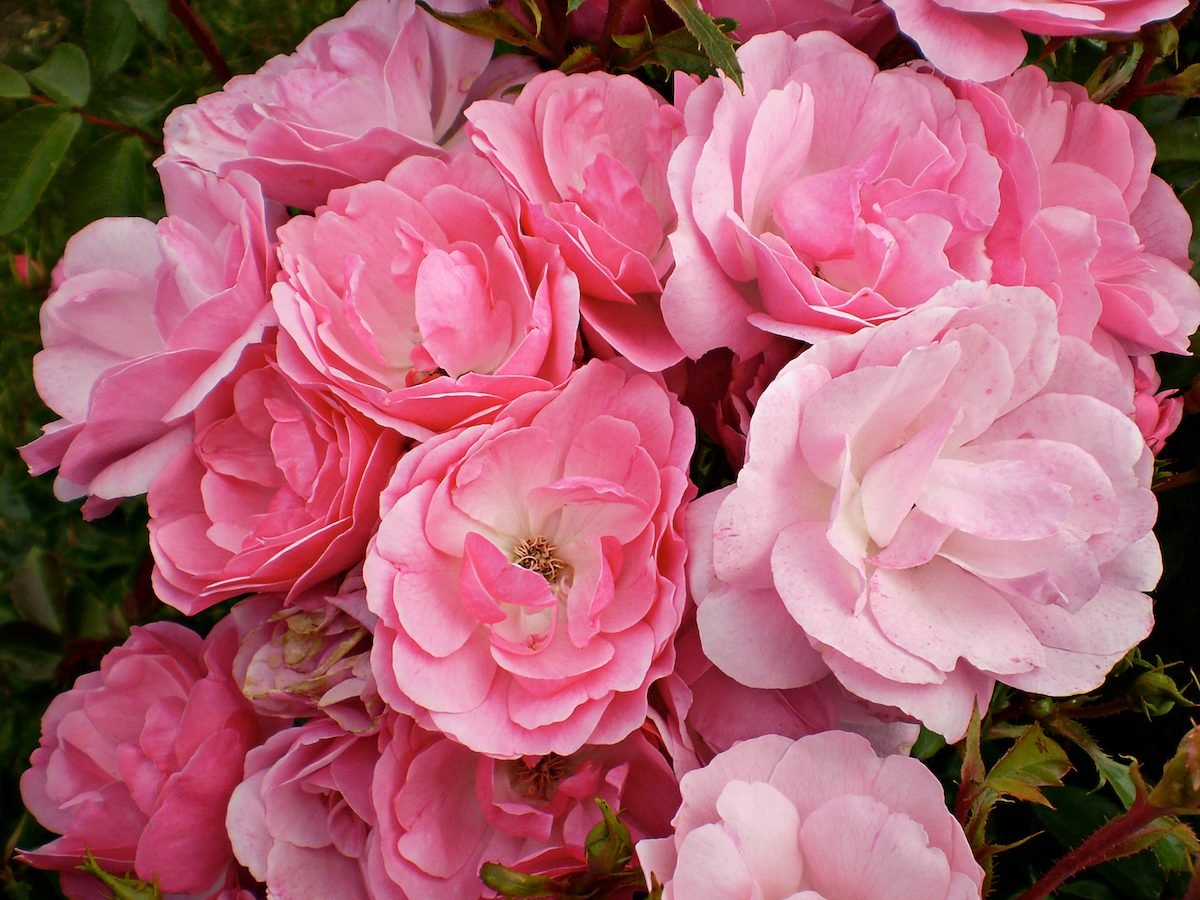 The Best Types of Roses for Every Garden