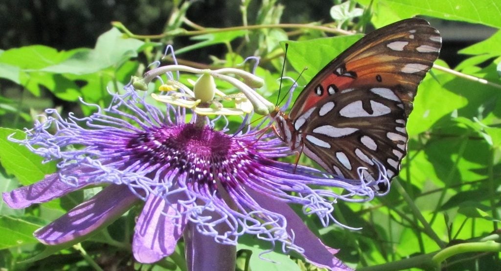 gulf fritillary on passionvine