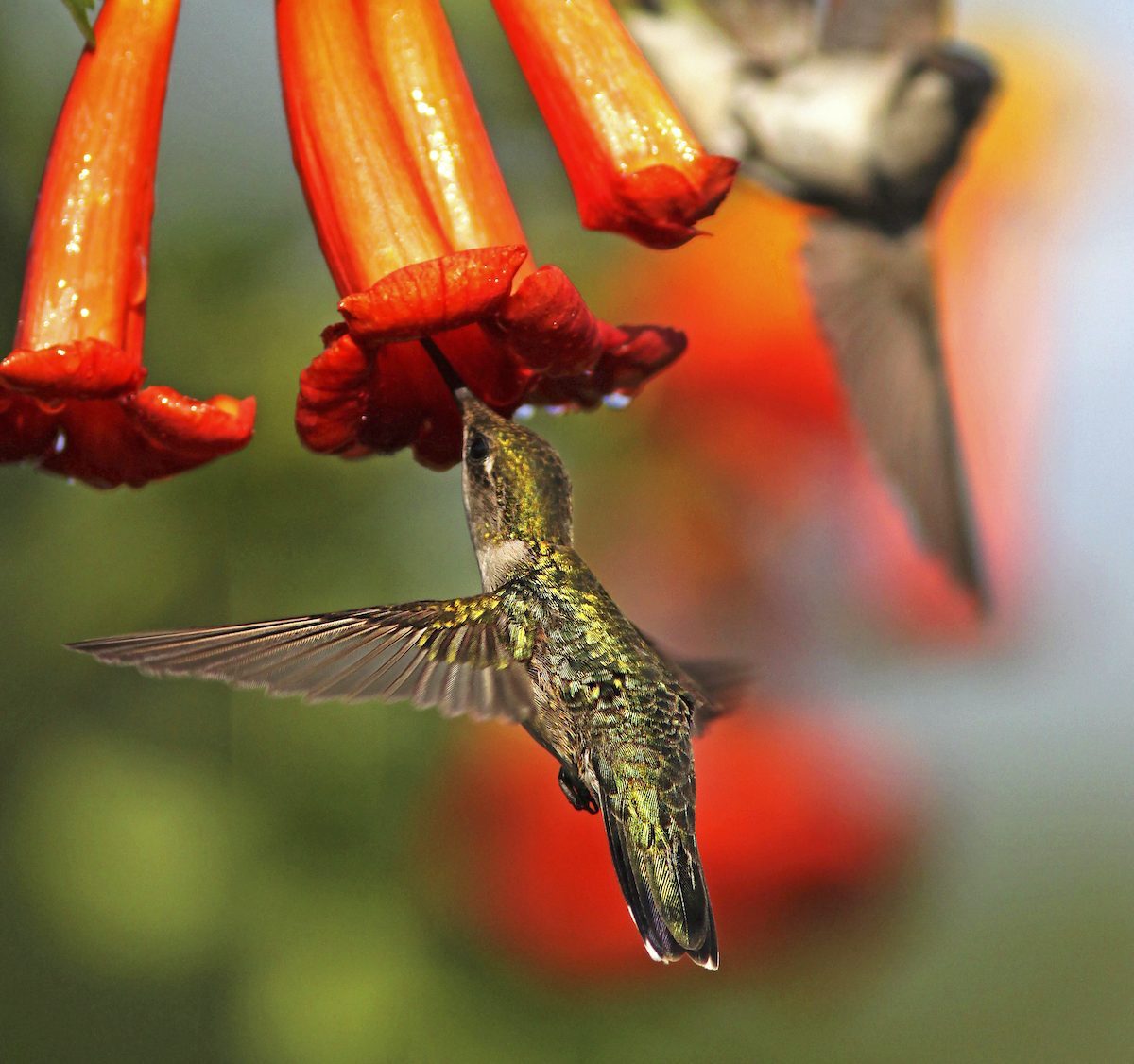 Top 10 Vines to Grow for Hummingbirds