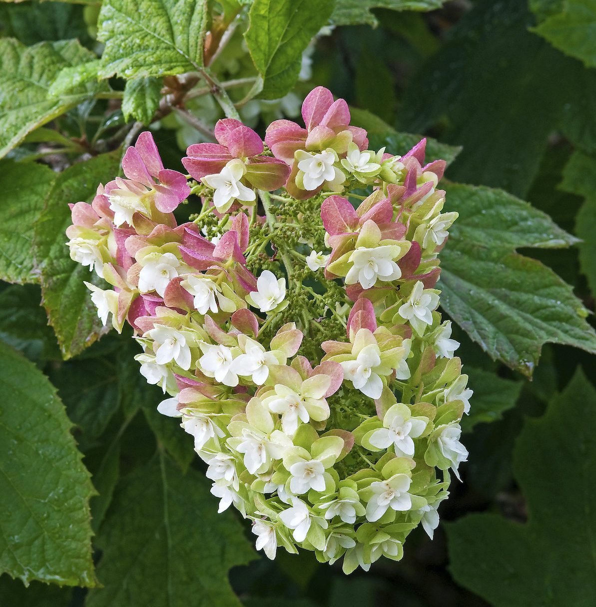 Oakleaf Hydrangea Care and 11 Varieties to Grow