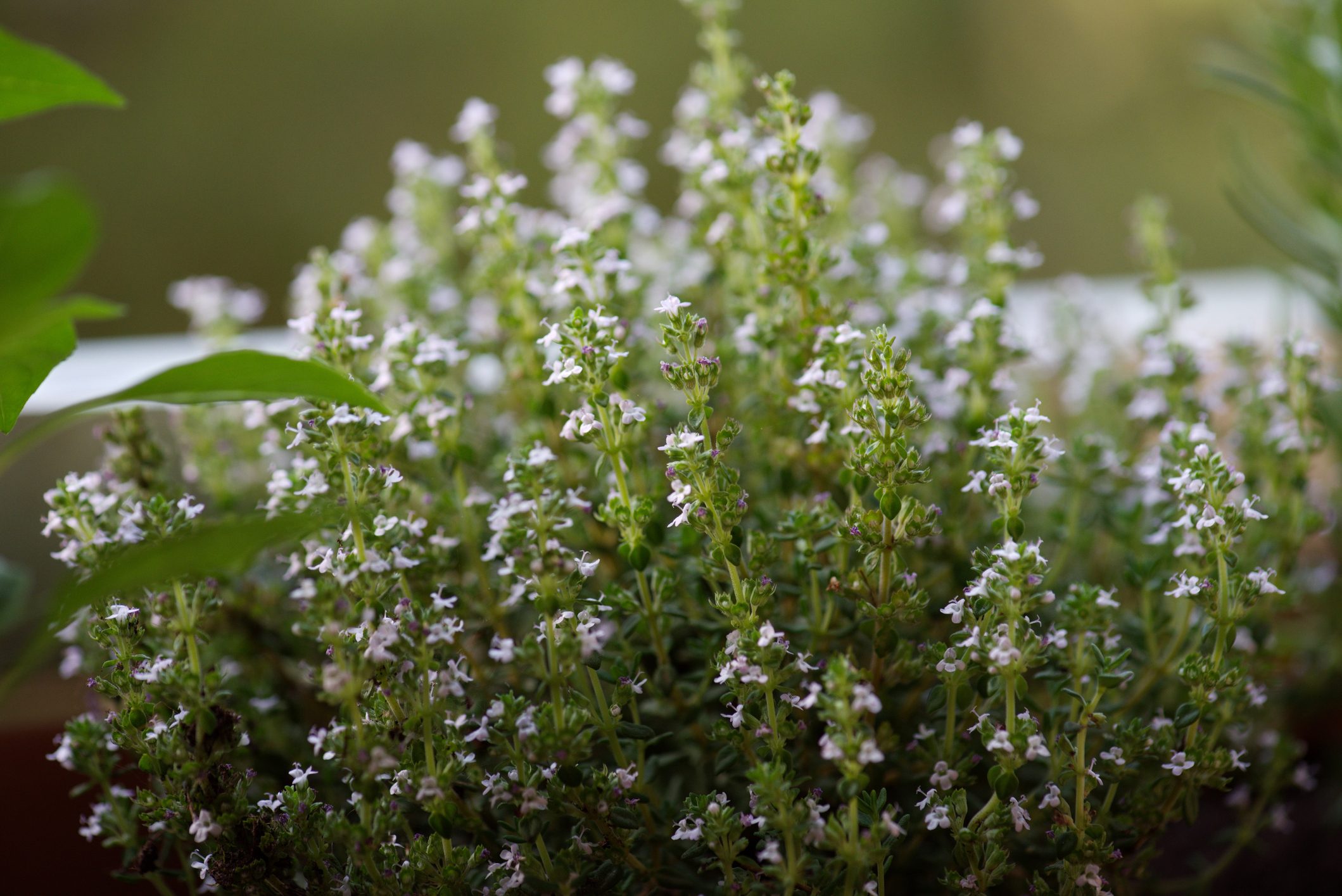 Is Thyme a Perennial or Annual Plant?