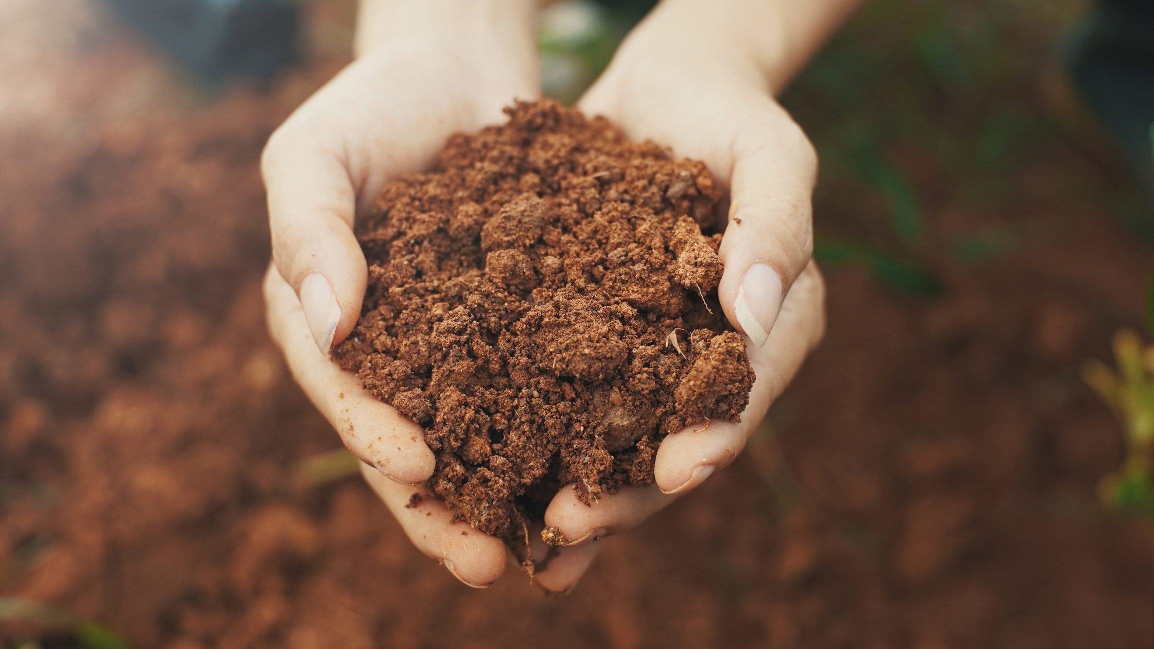 How to Test Your Soil pH and Texture at Home