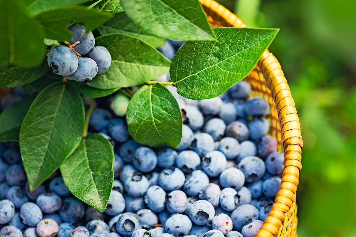 How to Grow Blueberries in Your Own Backyard