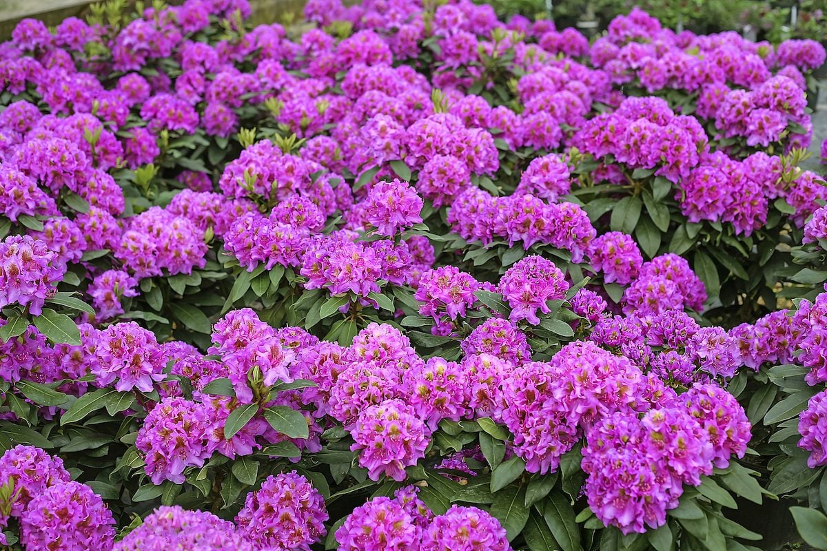 Top 10 Bushes With Pretty Purple Flowers