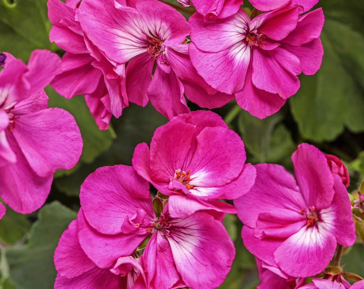 6 Fascinating Geranium Plant Facts