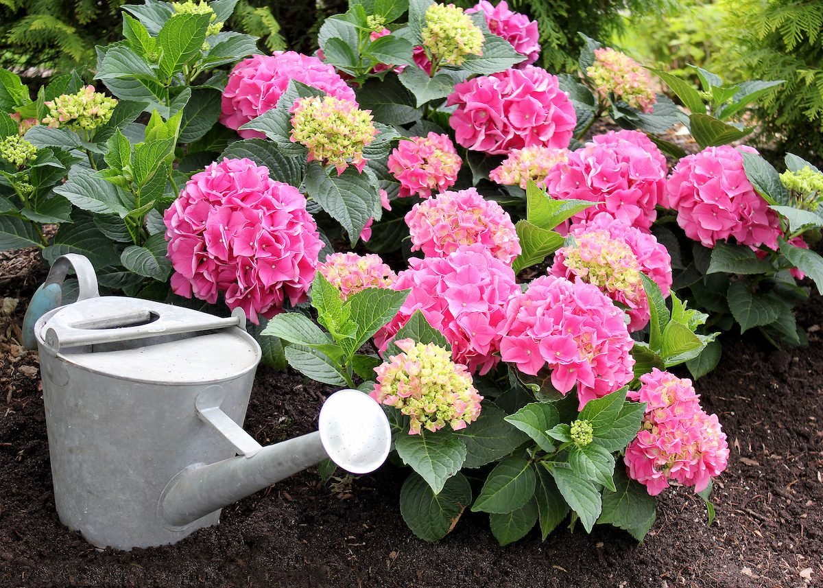 When to Prune Hydrangeas for Big, Showy Blooms