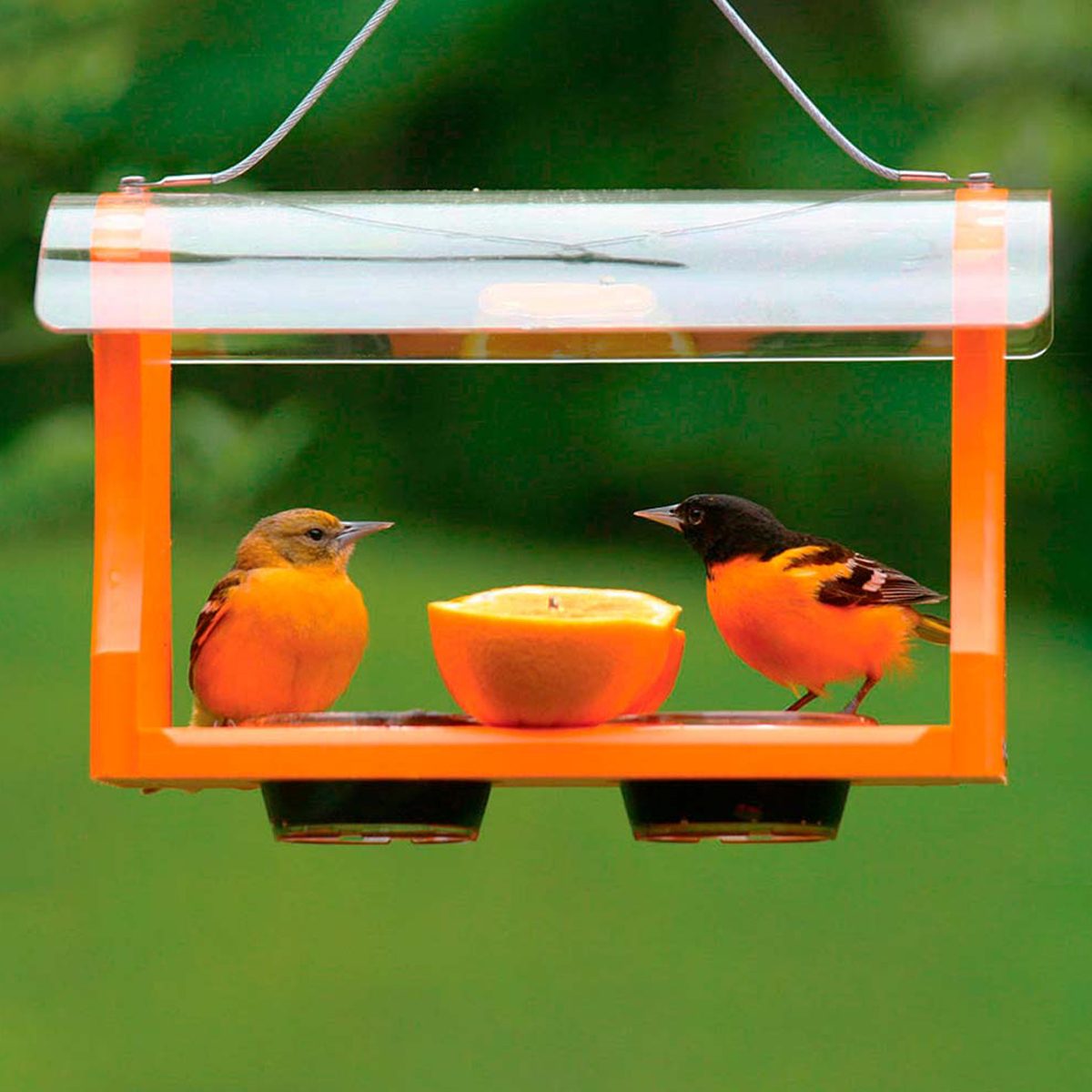 The 5 Best Oriole Feeders of 2024