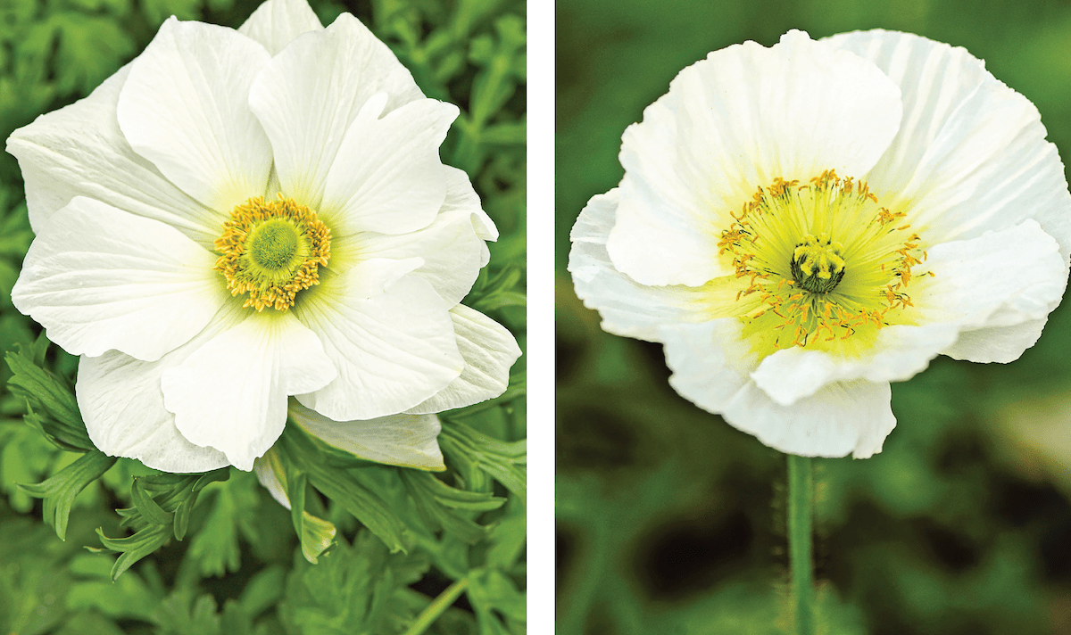 Poppy vs Anemone Flowers: What’s the Difference?