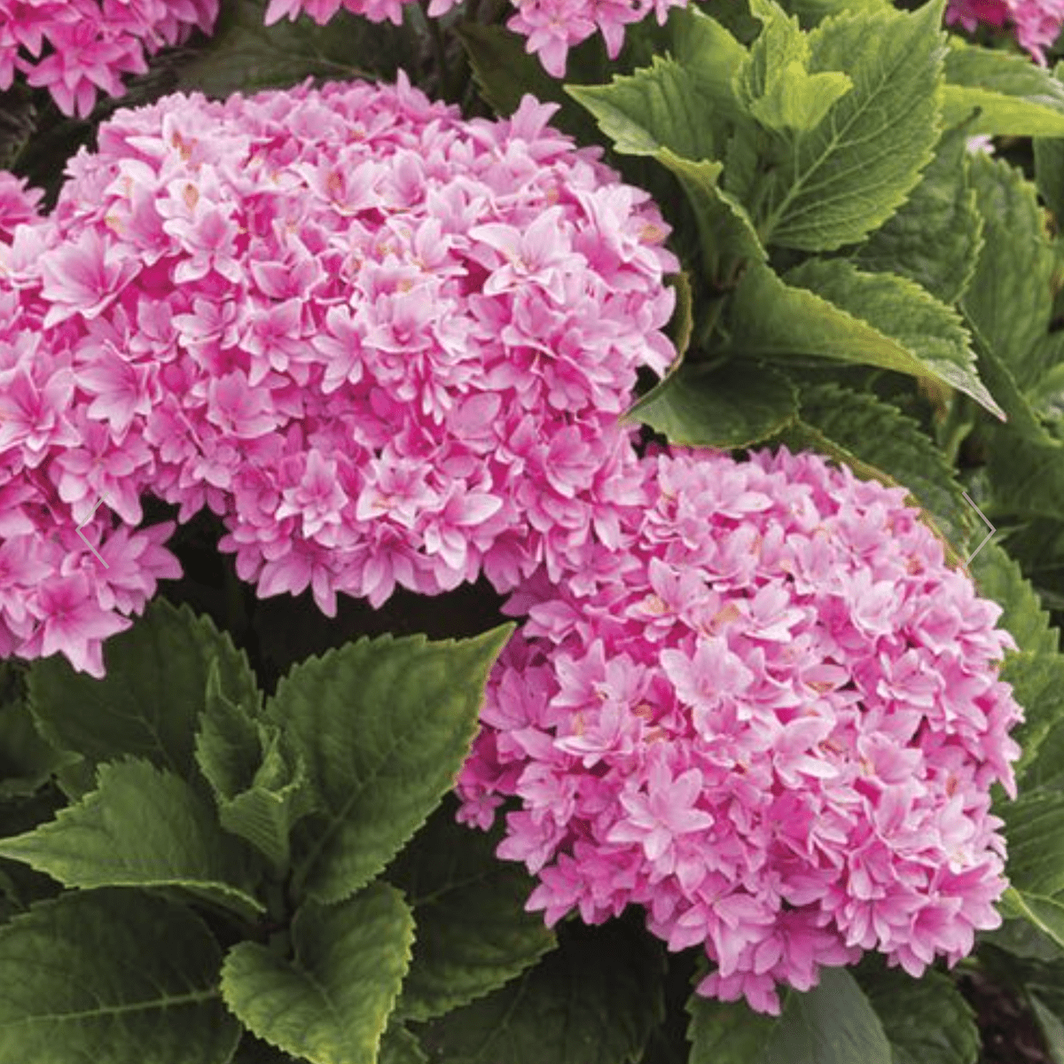 8 Prettiest Pink Hydrangea Varieties for Your Yard