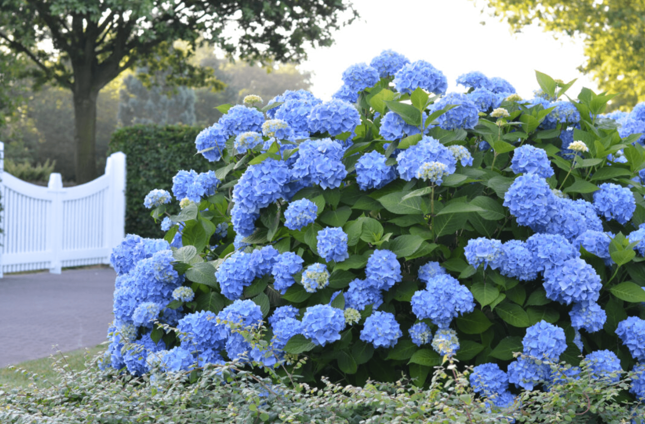 Grow an Endless Summer Hydrangea for Weeks of Blooms