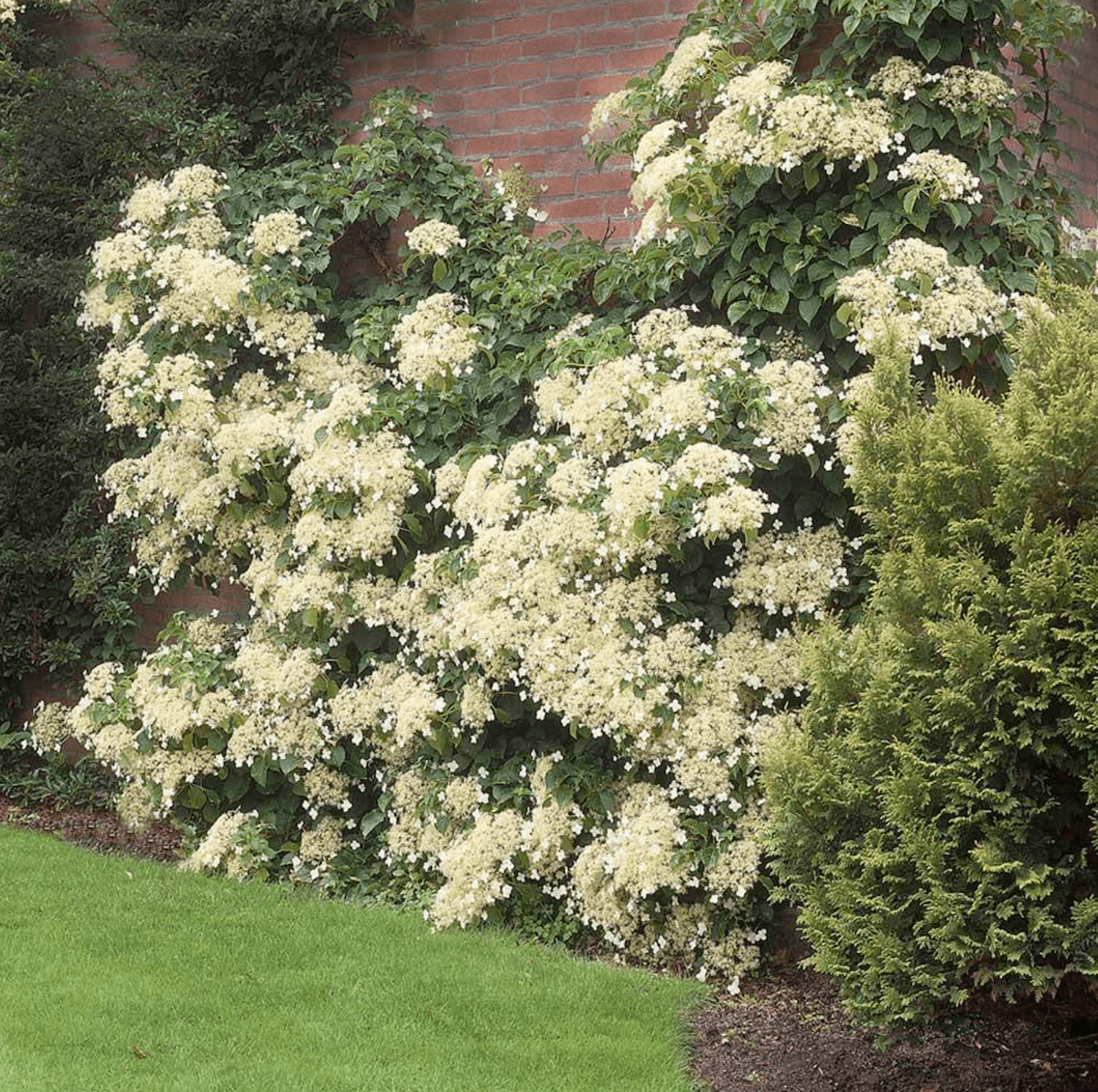 How to Grow a Climbing Hydrangea Vine - Birds and Blooms