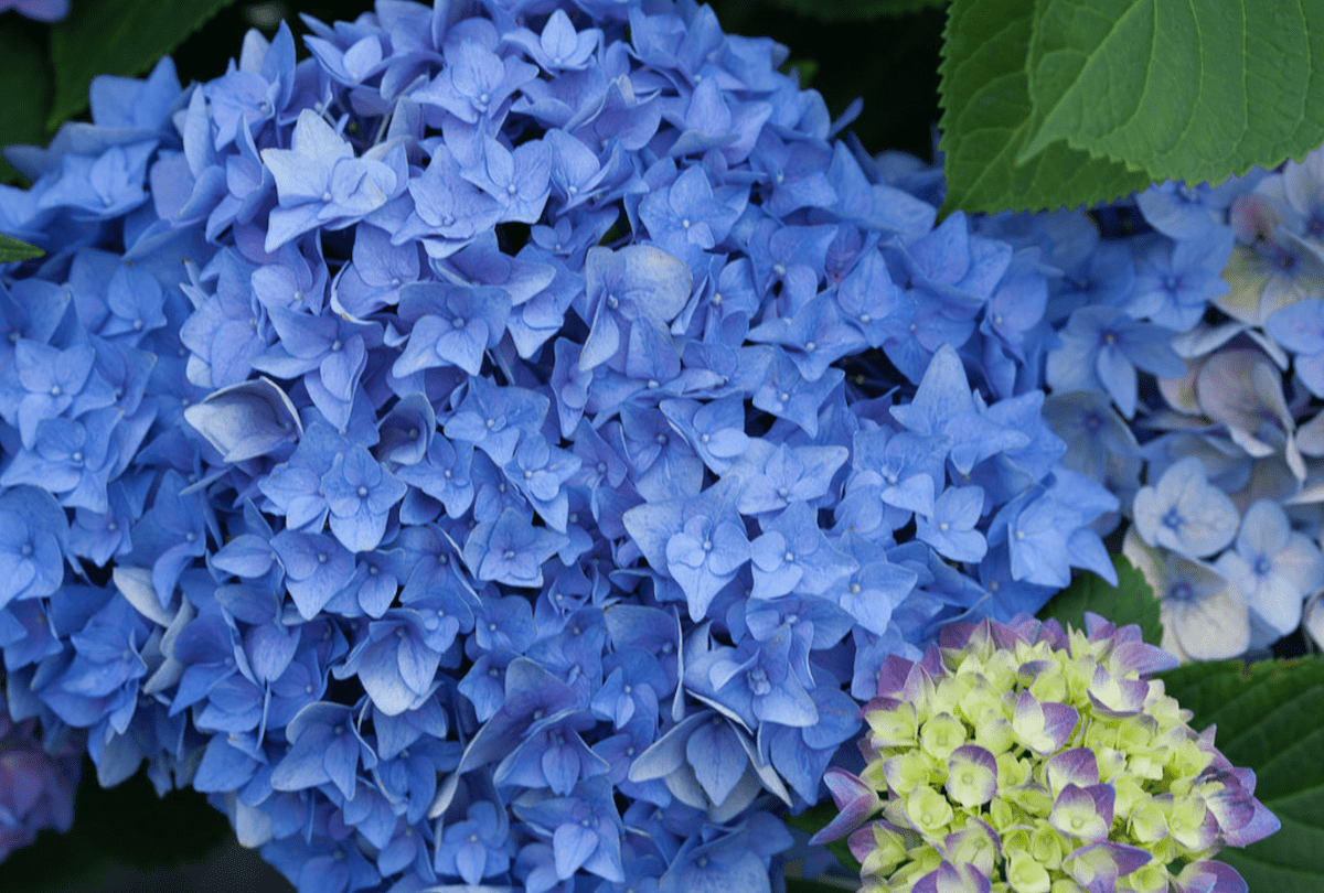 6 Breathtaking Blue Hydrangea Bushes to Grow