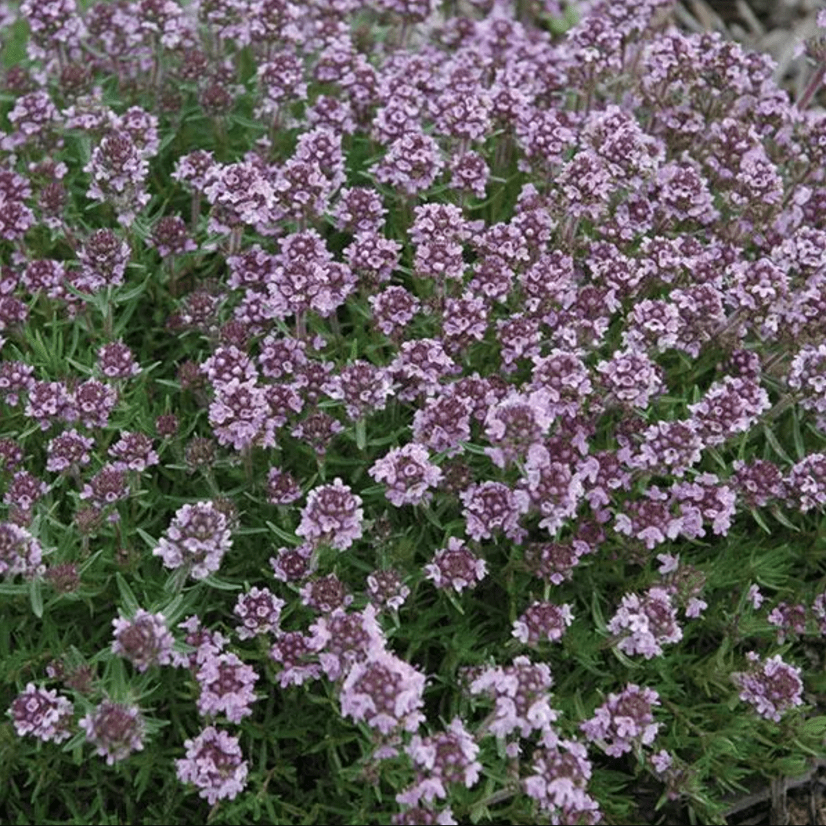Thyme Plants: Ornamental and Edible Herbs