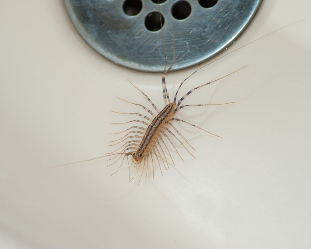 How to Get Rid of House Centipedes and Why You Shouldn’t Kill Them