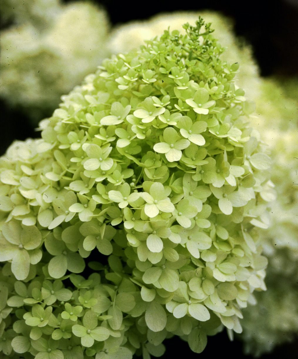 Grow Green With Limelight and Little Lime Hydrangeas