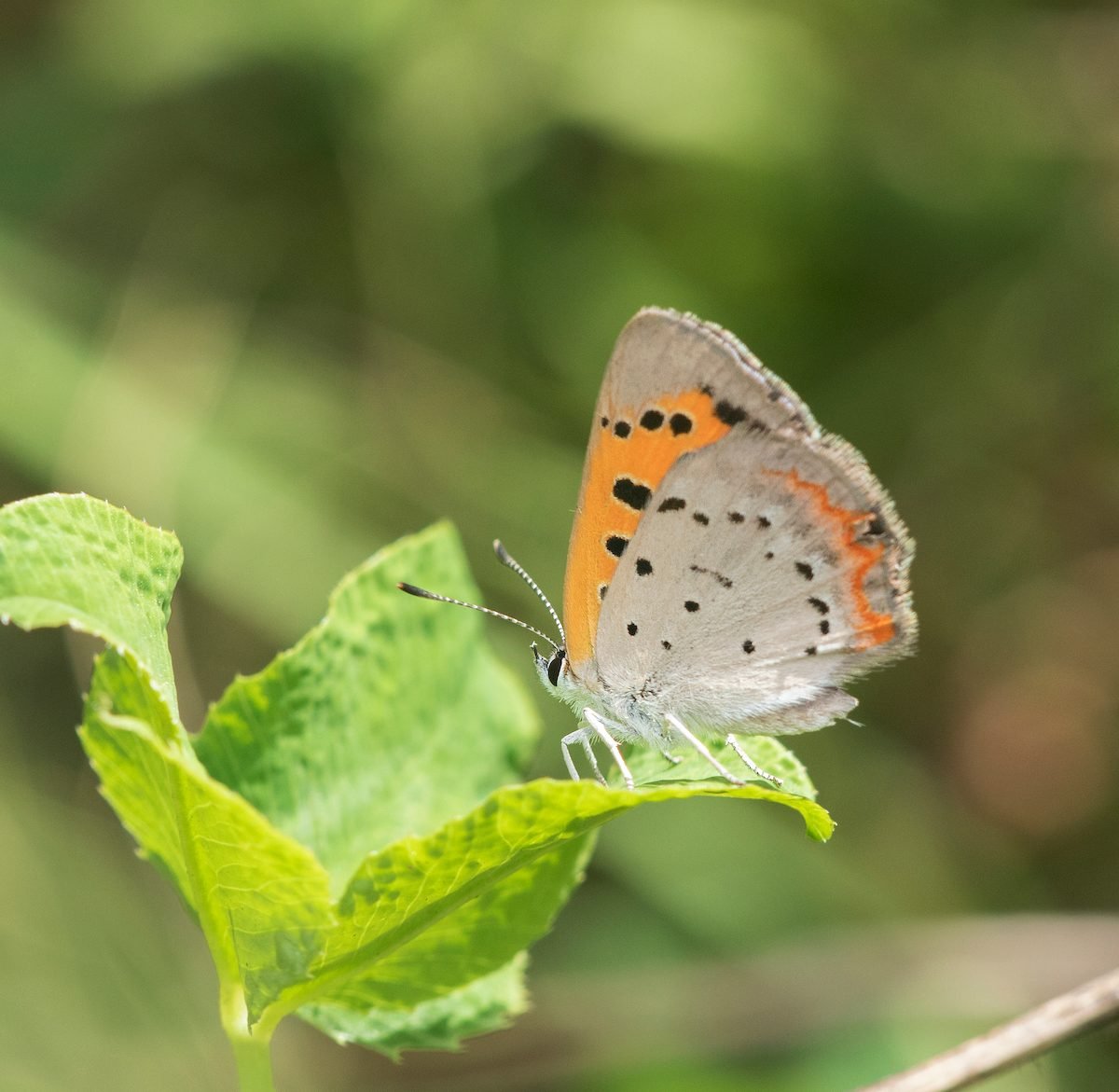 7 Small Butterflies You Should Never Overlook
