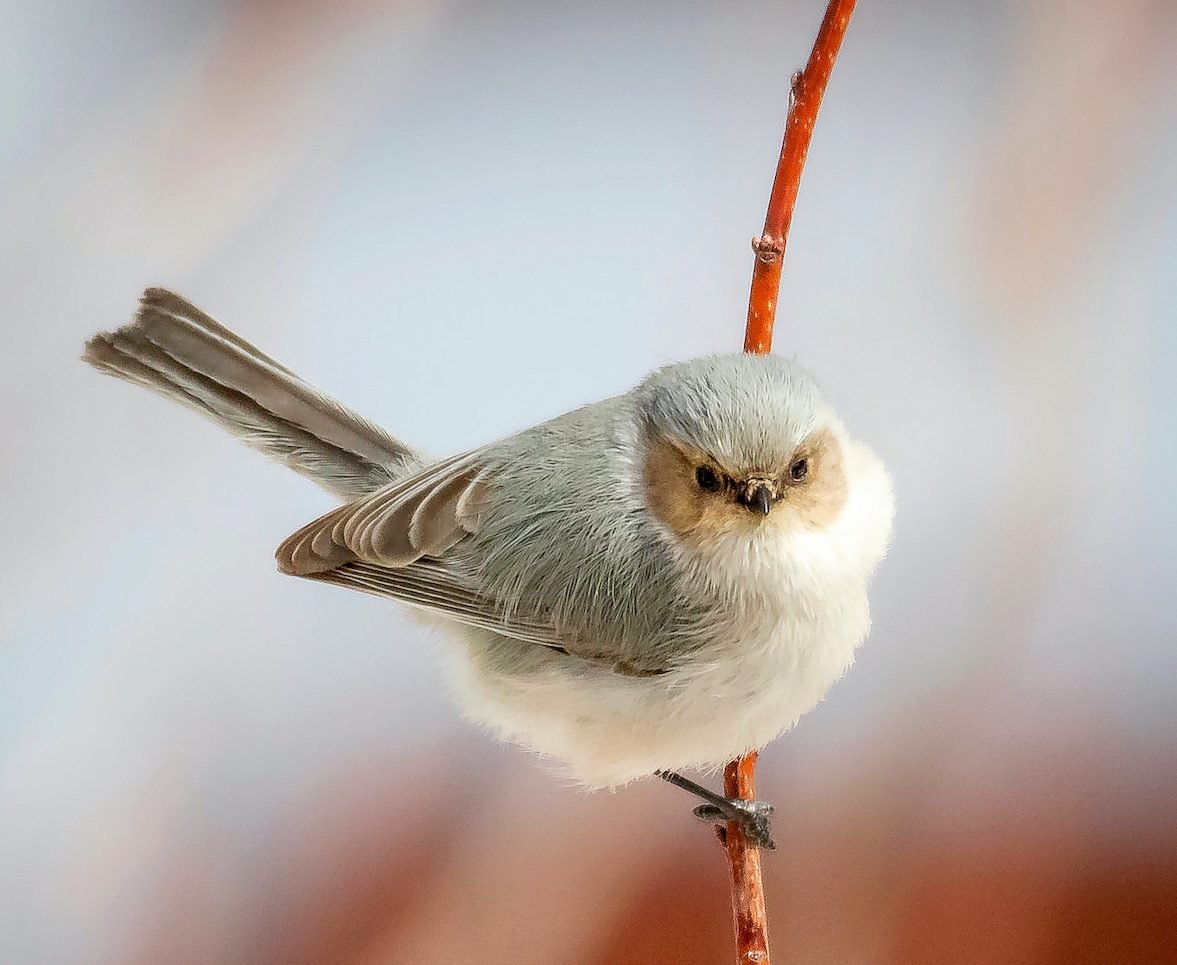 How to Identify and Attract a Bushtit Bird