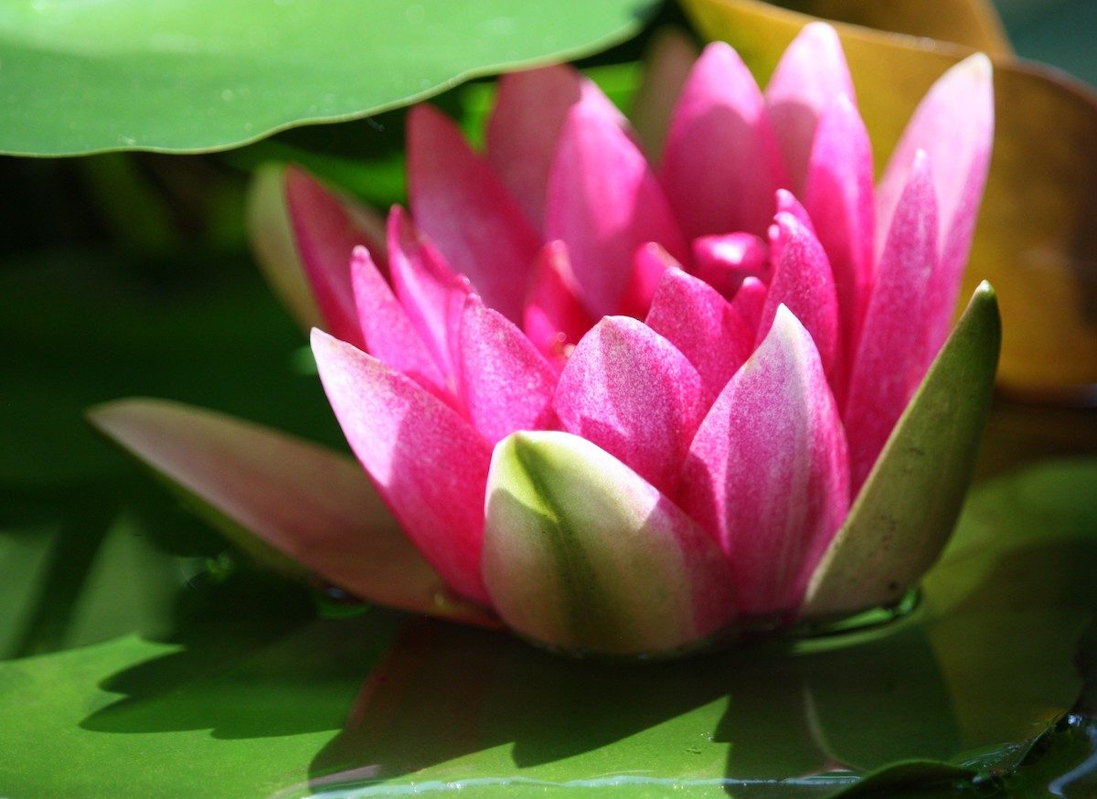15 Water Lily Flower Pictures to Take Your Breath Away