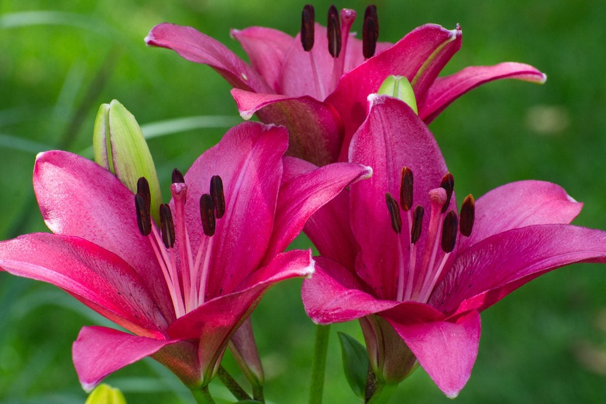 17 Different Types of Pink Lily Cultivars