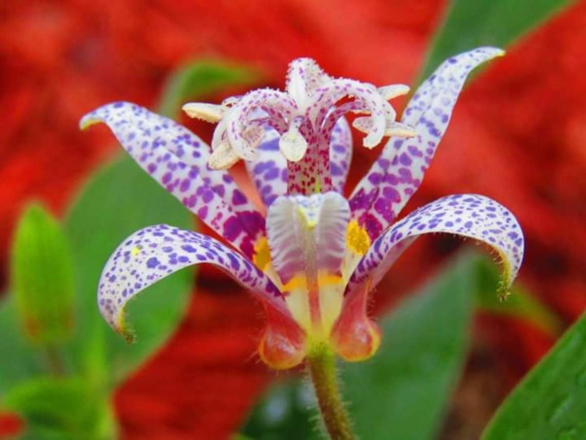 Toad Lily Adds Beauty to Fall Shade Gardens