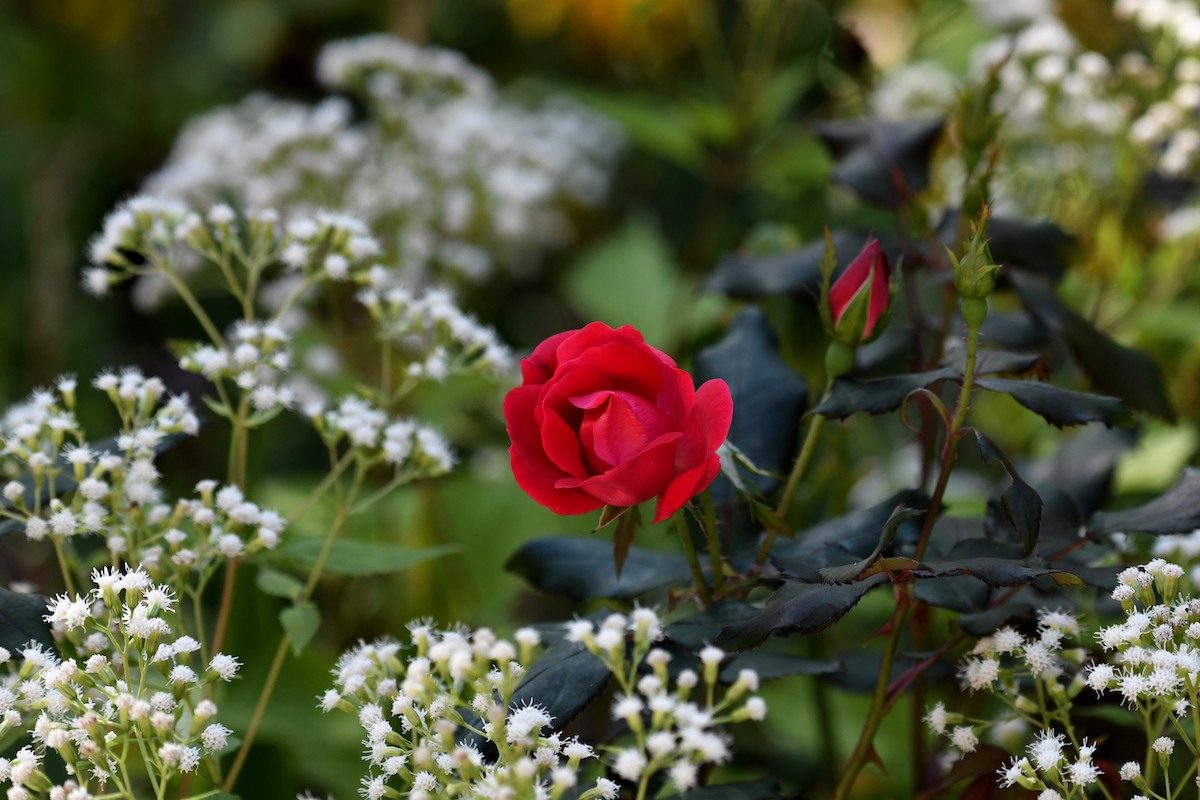 7 Surprising Facts About Roses