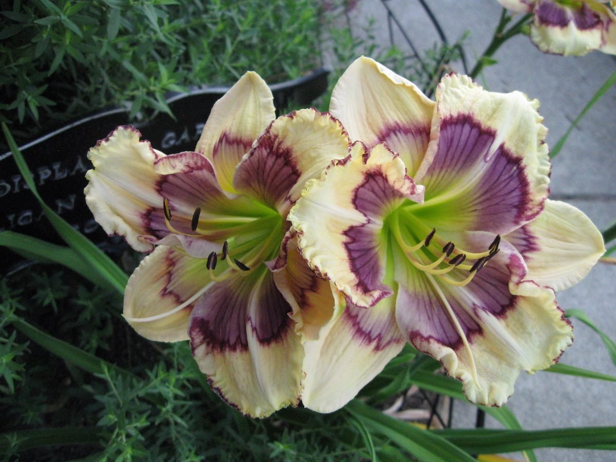 Daylily Care 101: Expert Growing Tips for Gardeners
