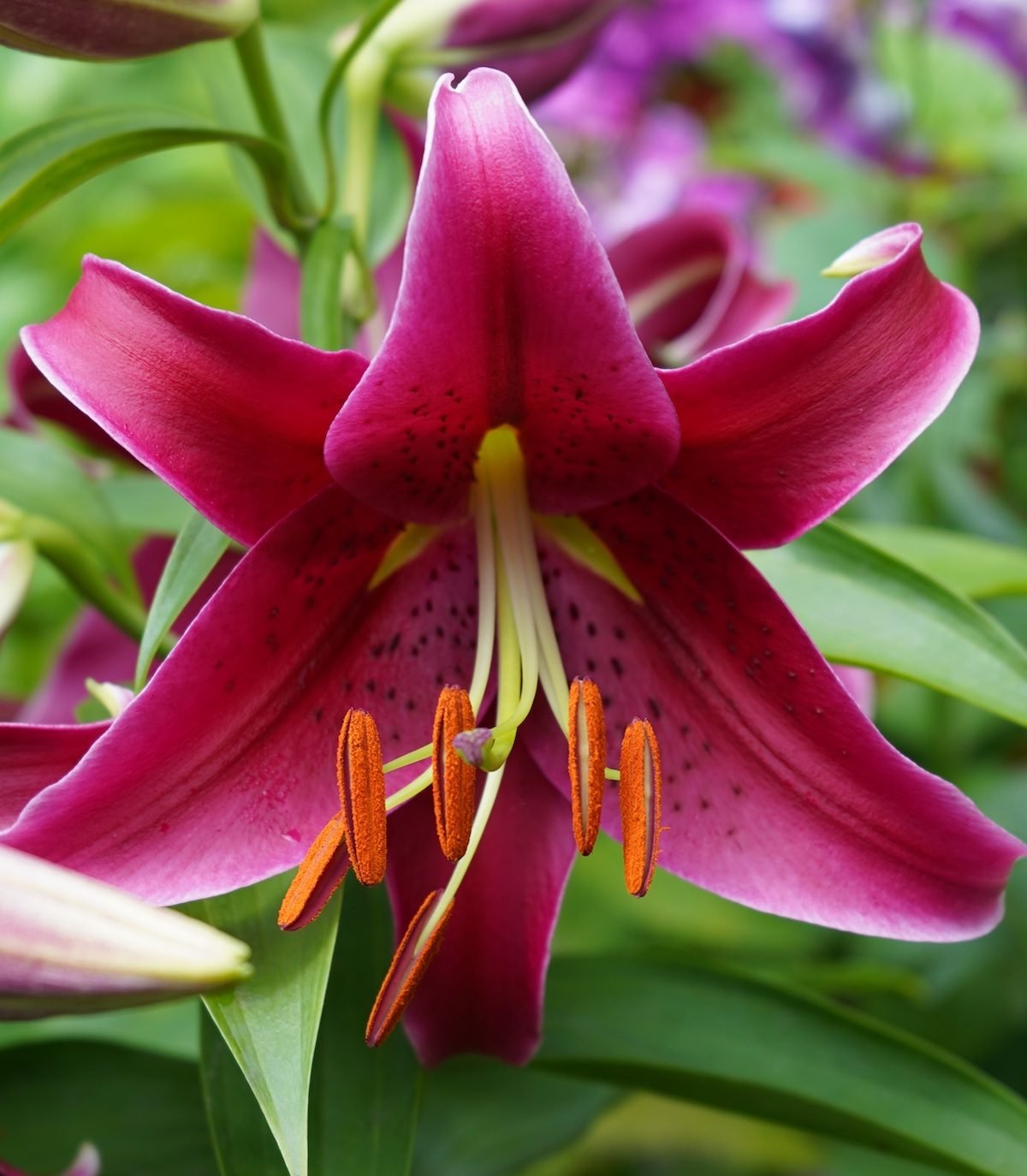 Grow Oriental Lilies for Outstanding Garden Color