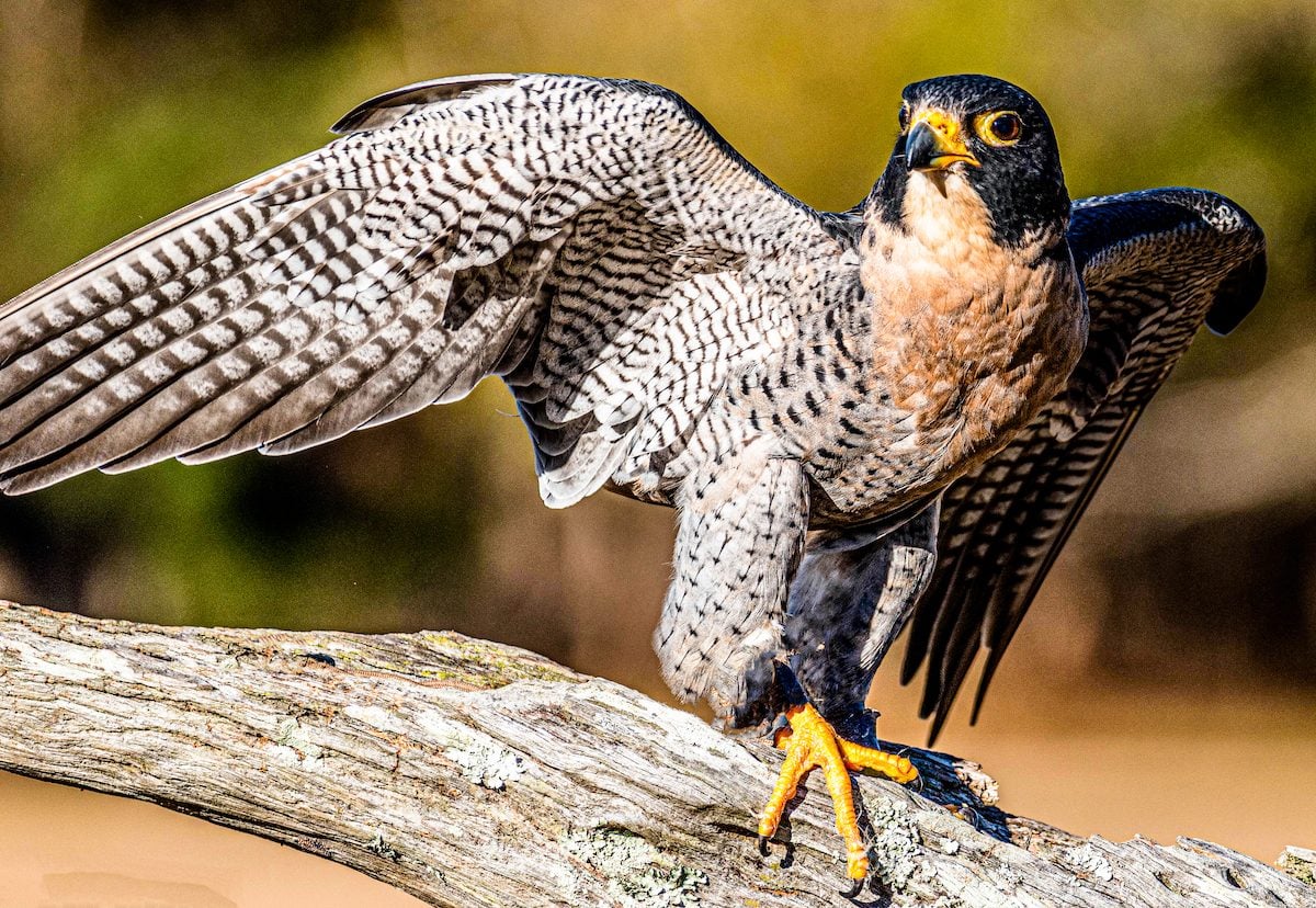 7 Fascinating Falcon Bird Facts You Should Know