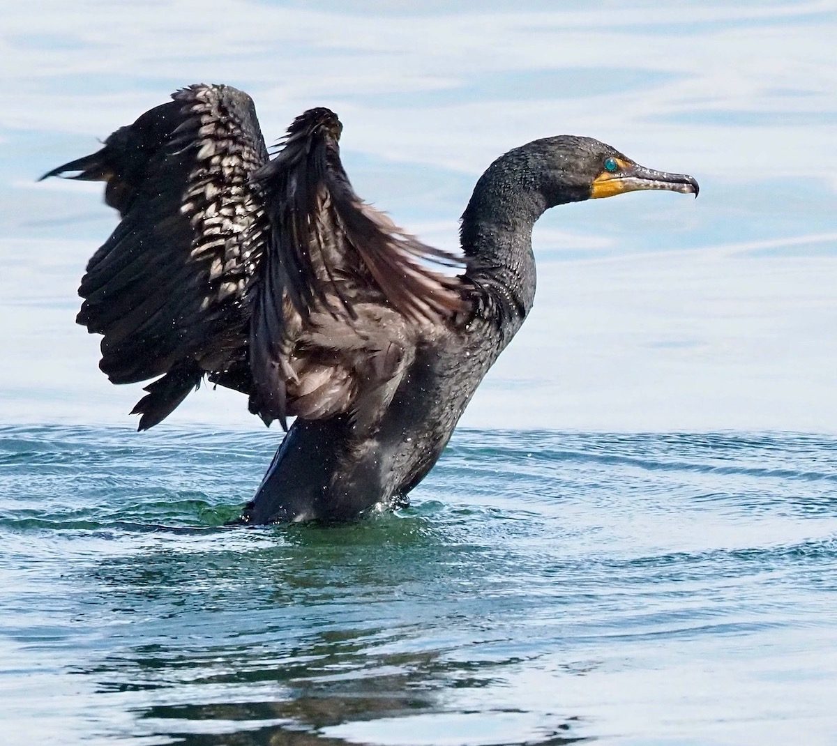How to Identify a Double-Crested Cormorant