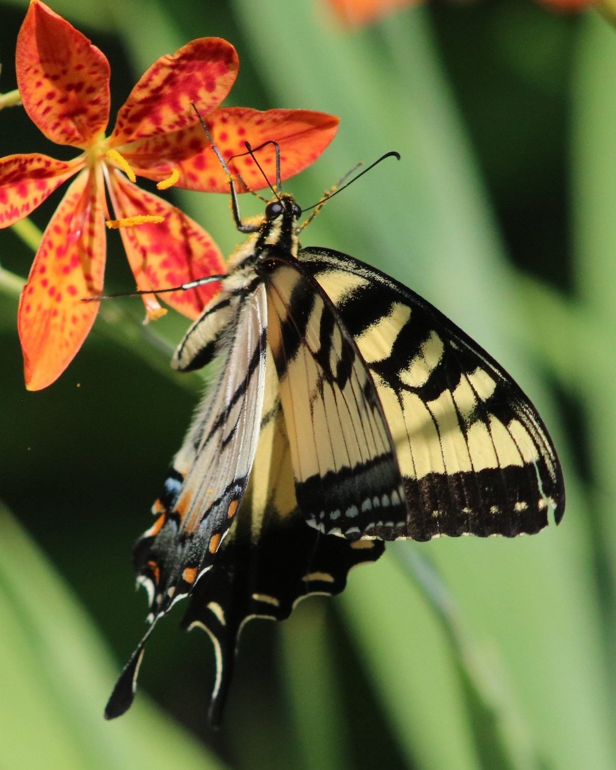 blackberry lily tiger swallowtail butterfly