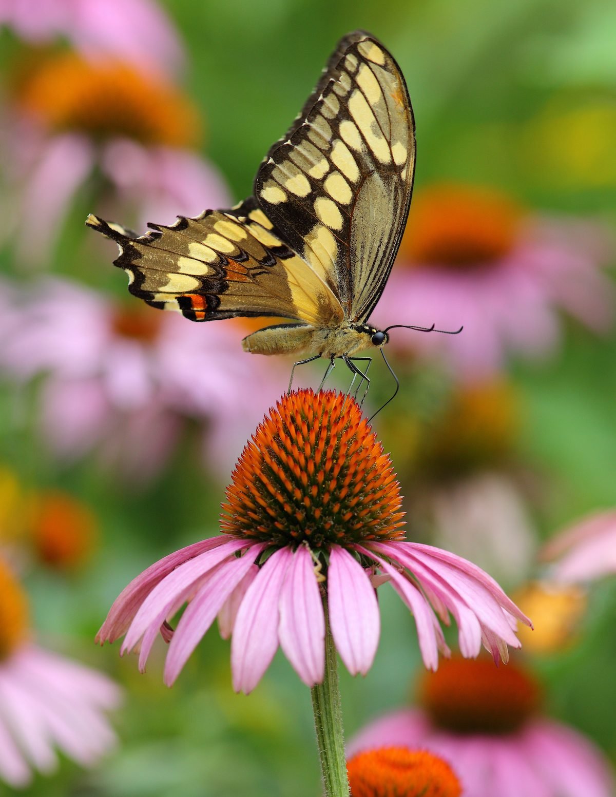 Eastern tiger swallowtail butterfly can be found across region