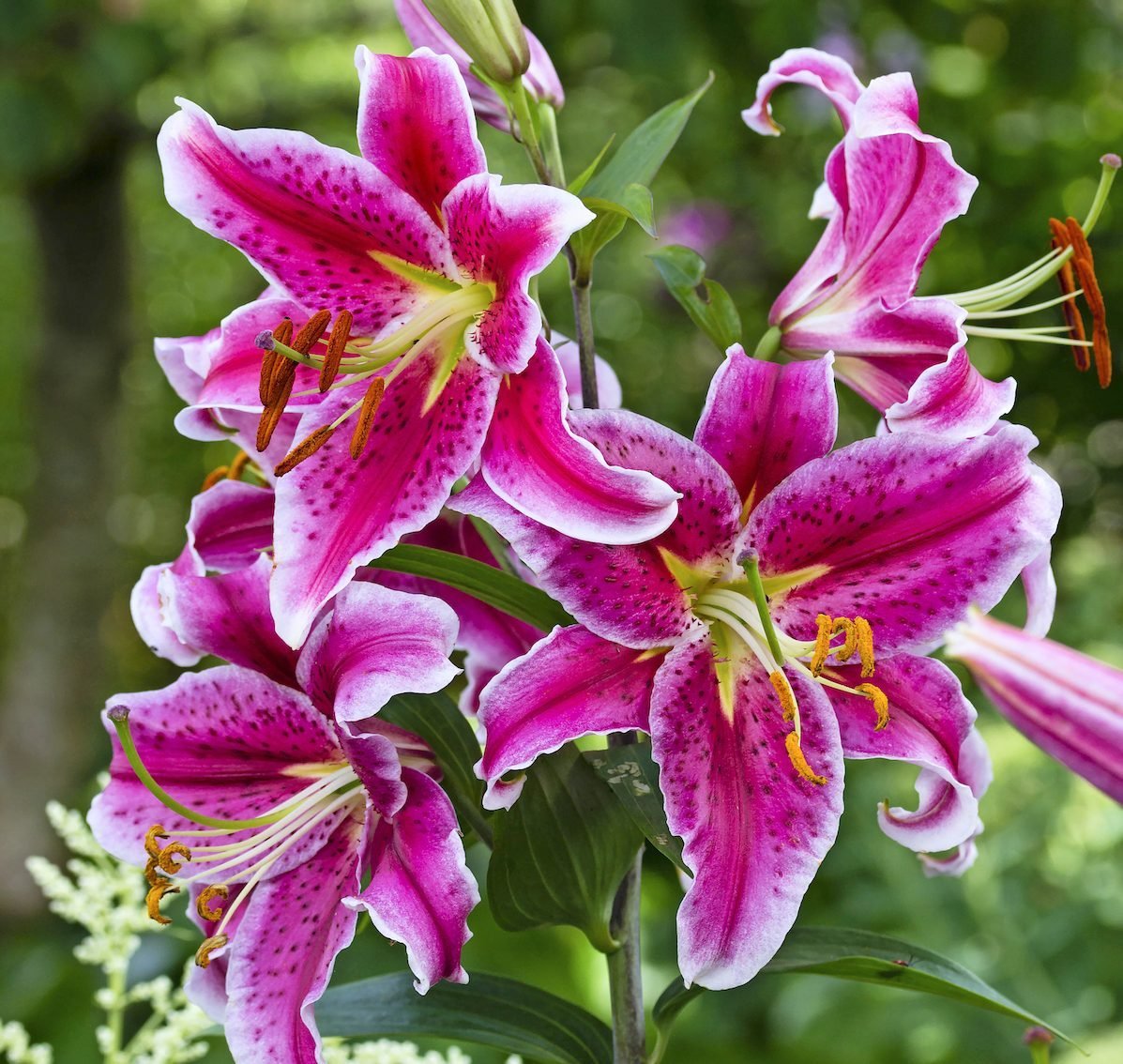 True Lily vs Daylily: What's the Difference?