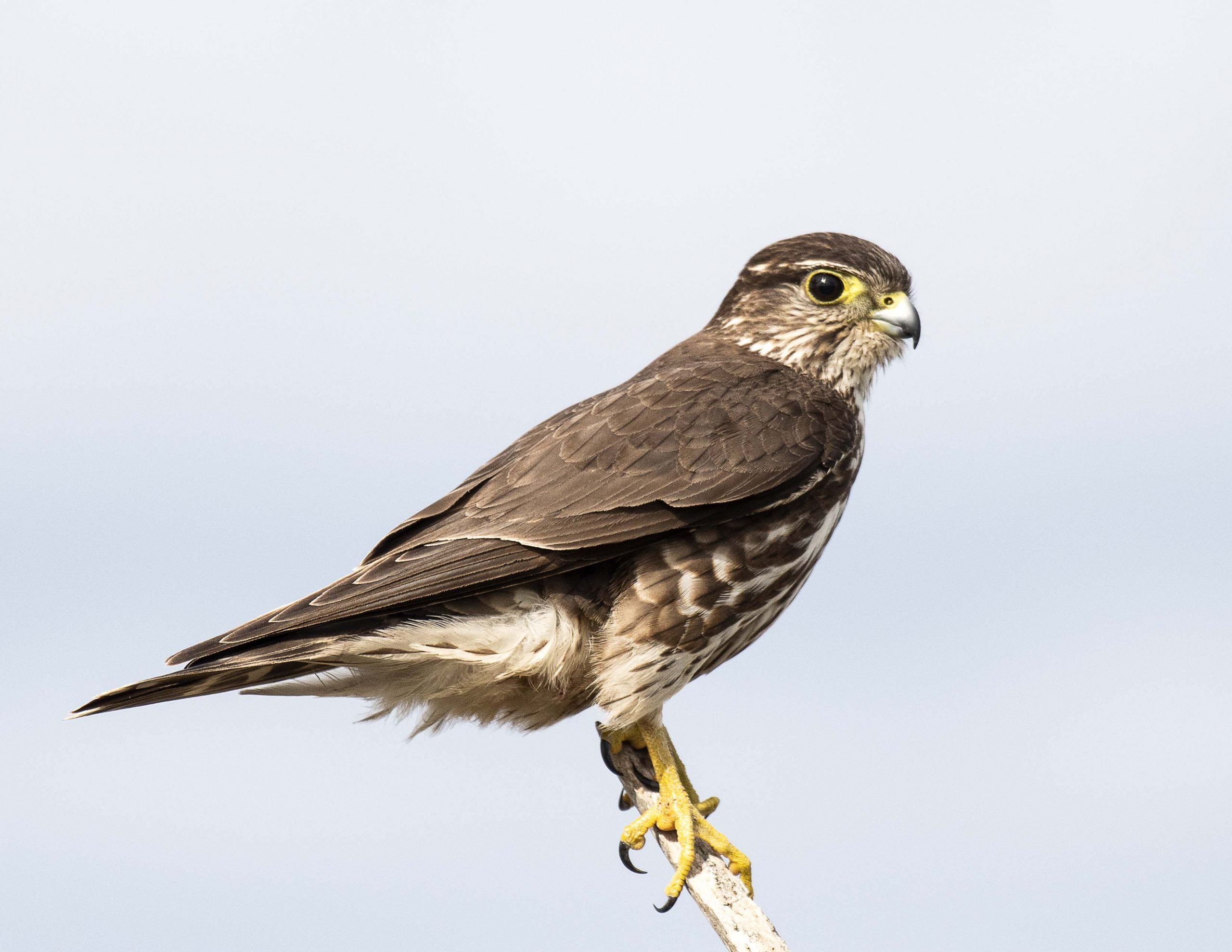 Meet the Merlin: Falcon on the Hunt