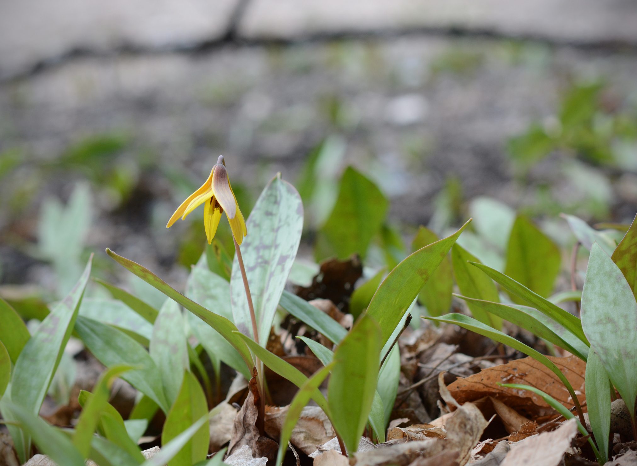 Native Trout Lily Adds Early Spring Color to Shade