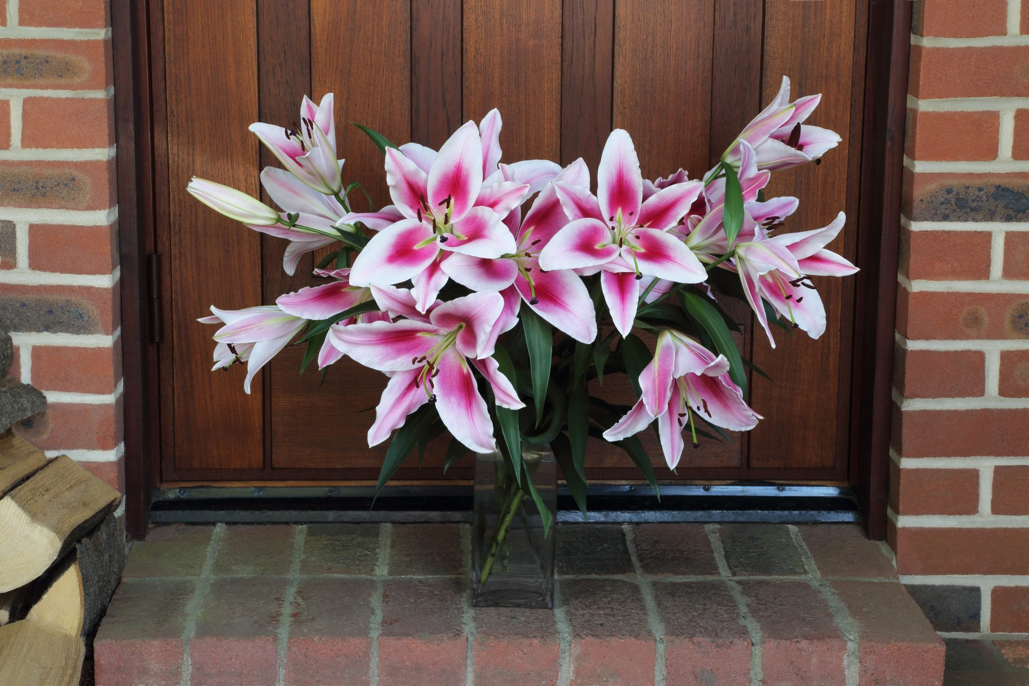 Are Lilies Toxic to Cats and Dogs?