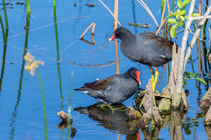 How to Identify a Common Gallinule