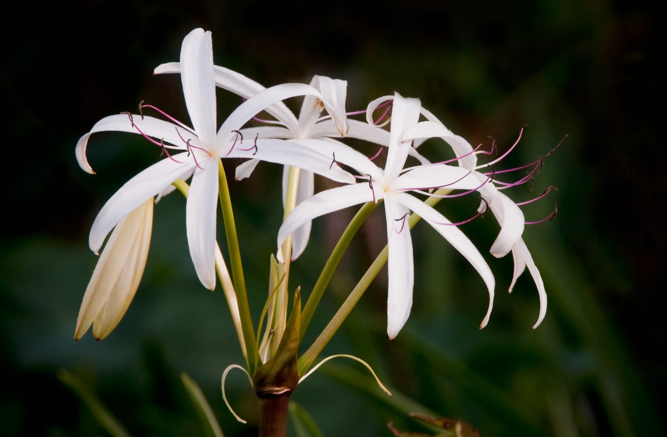 Crinum Lily Care and Growing Tips