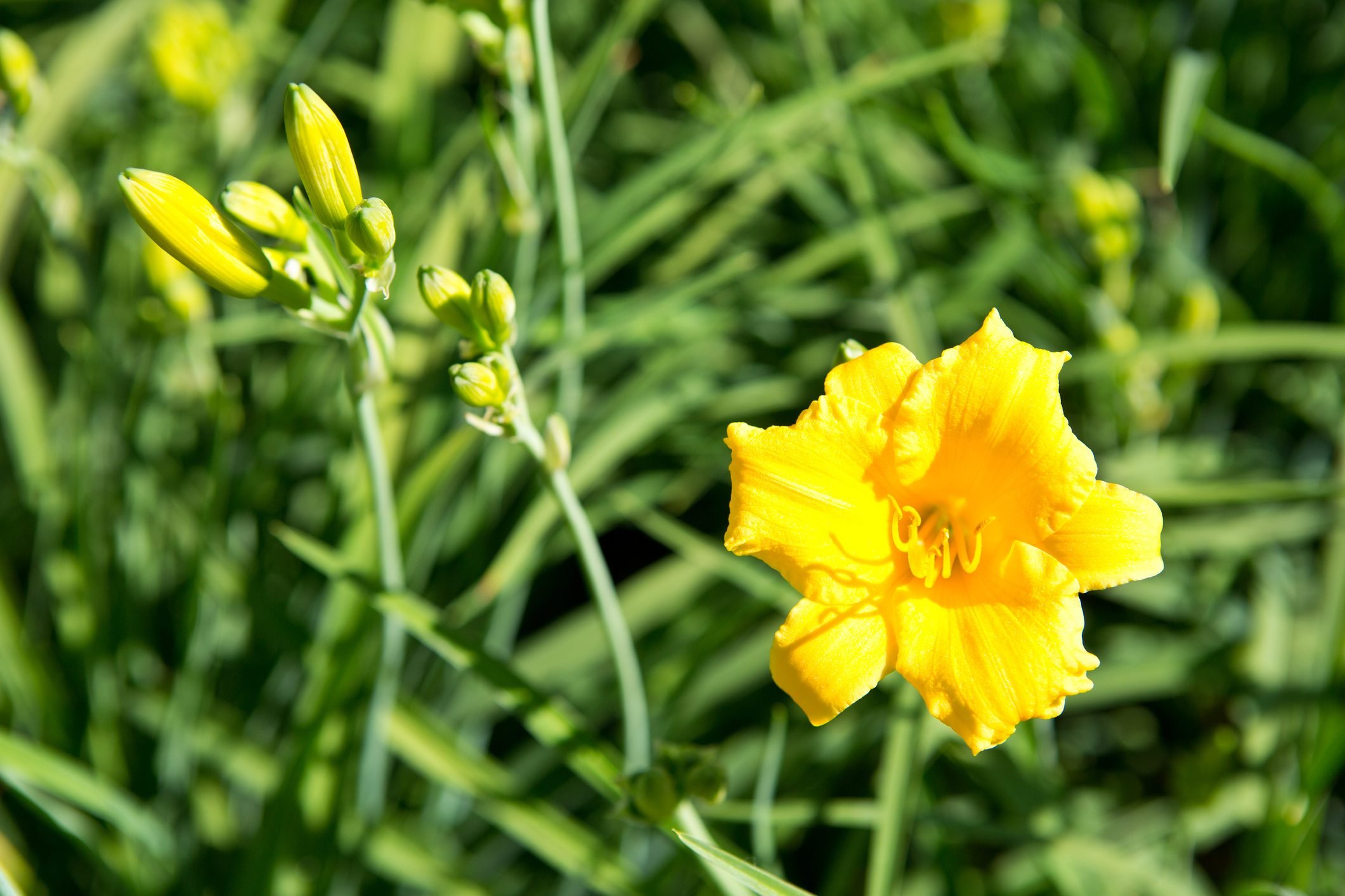Stella D'Oro Daylily Is a Resilient Garden Star