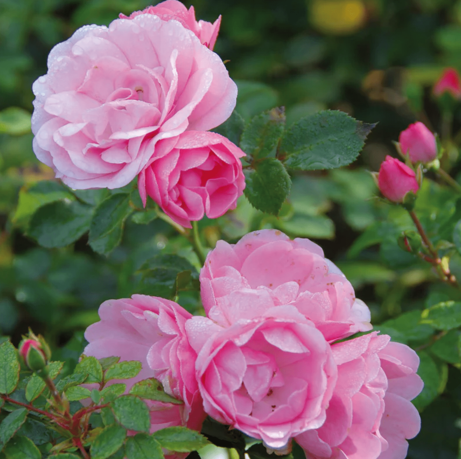 Top 10 Best Roses for Gardeners to Grow