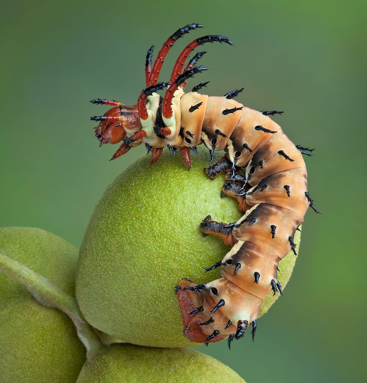 7 Fascinating Caterpillar Facts You Should Know