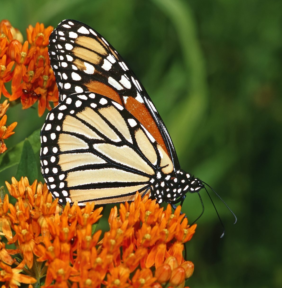 6 Fascinating Milkweed Facts You Should Know