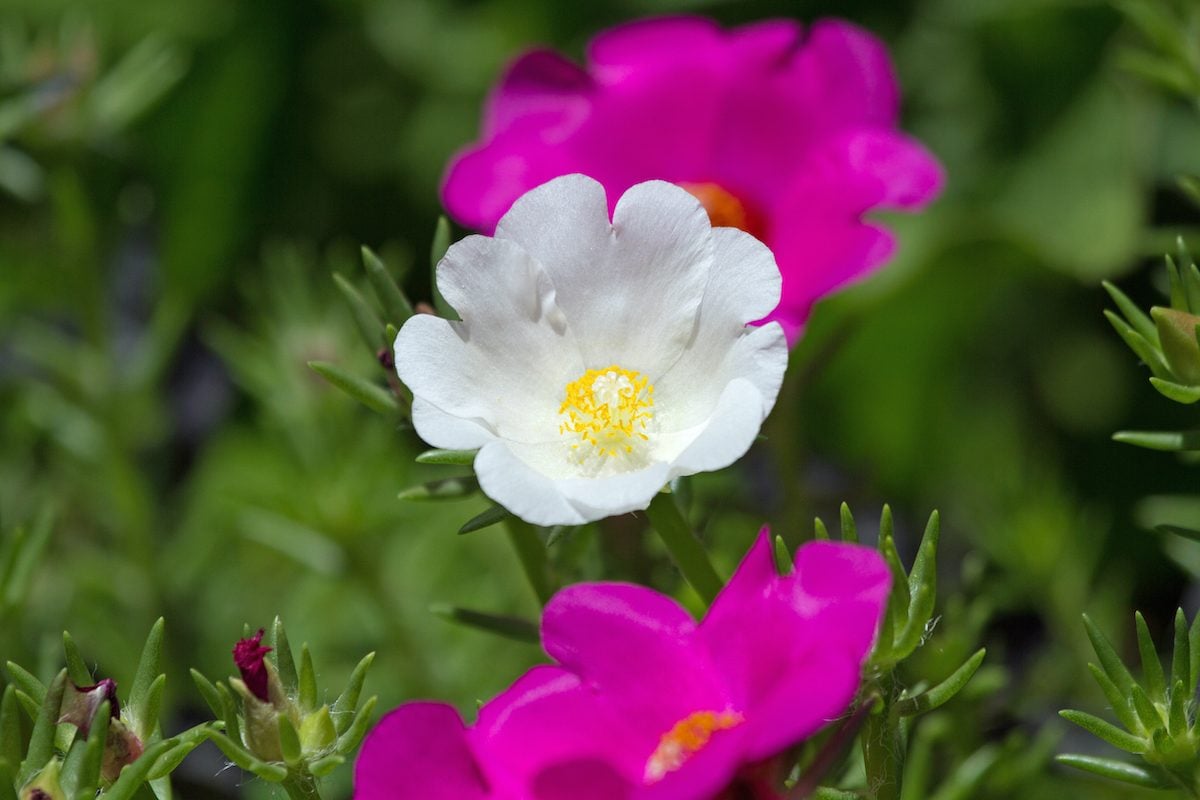 Moss Rose Care and Growing Tips