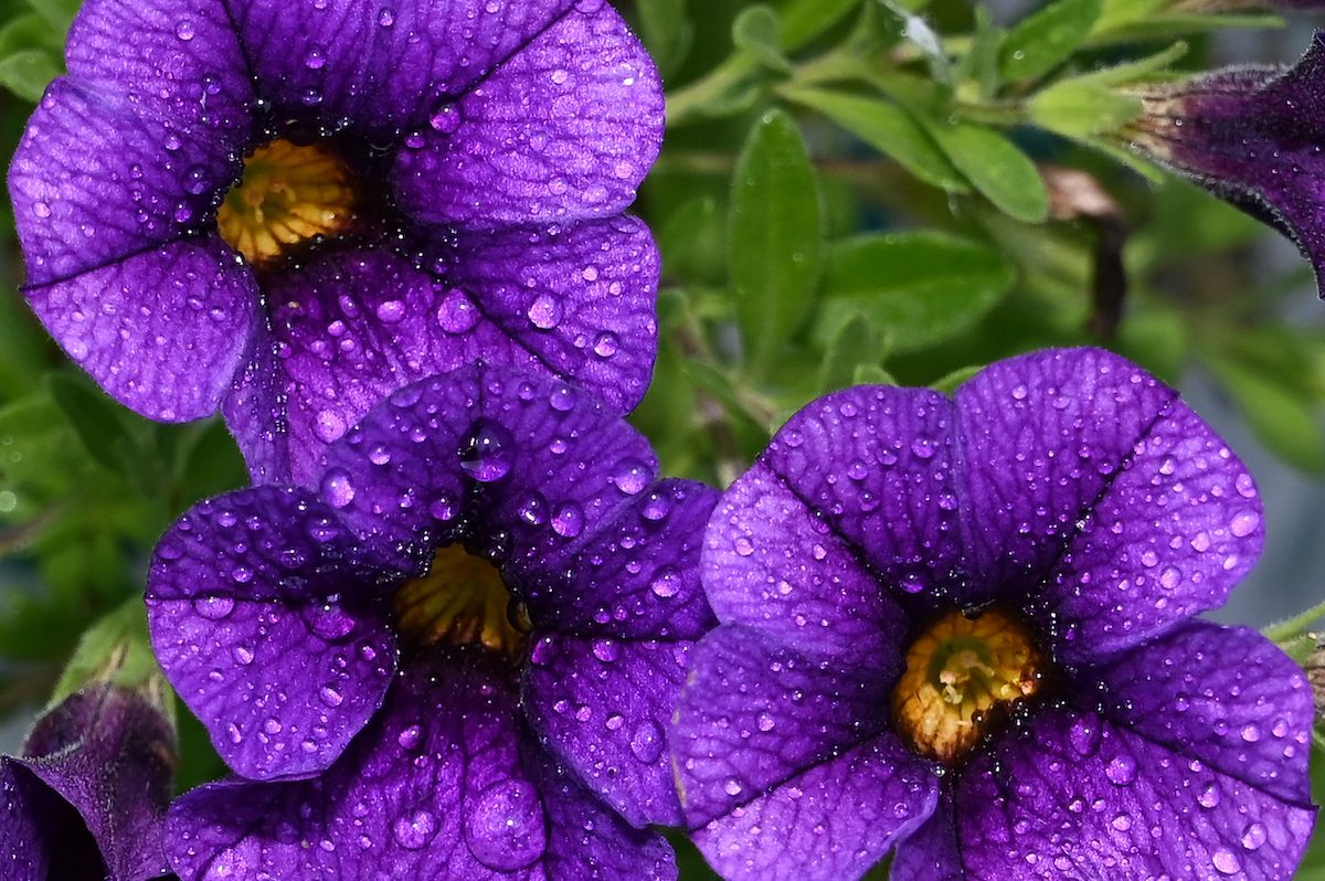 calibrachoa purple flowers
