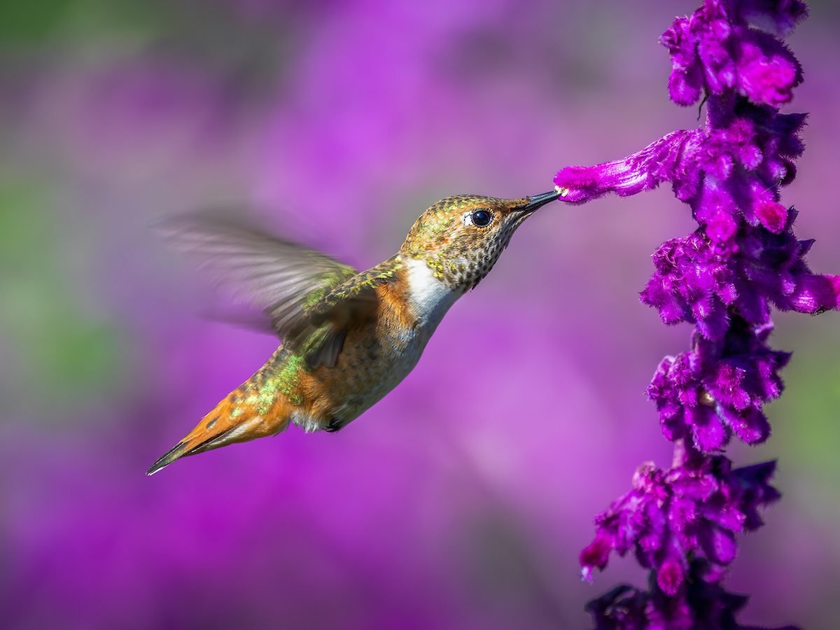 15 Hummingbird Characteristics That Birders Love