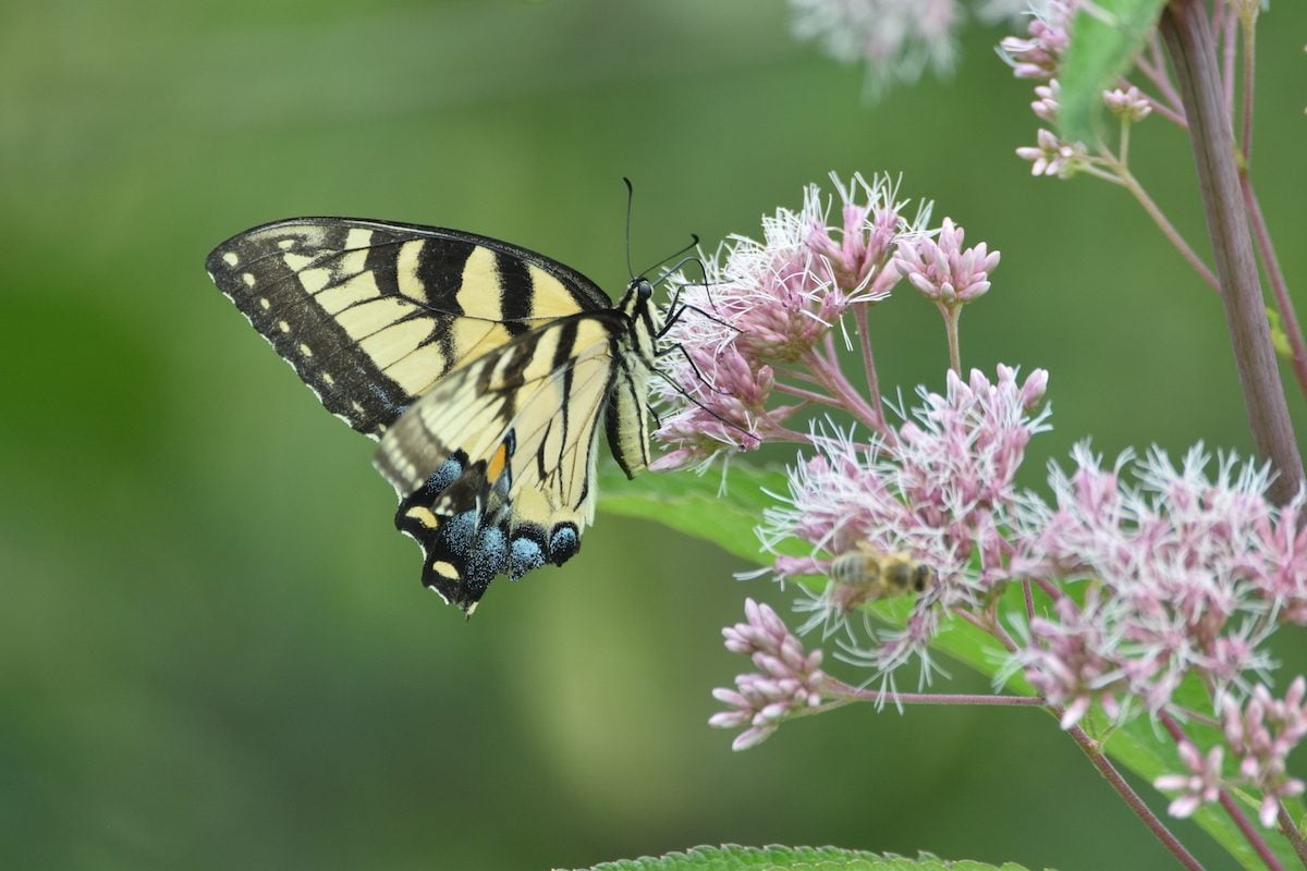 Grow Joe Pye Weed for Butterflies and Bees
