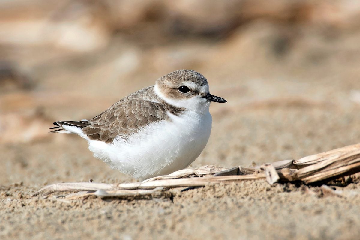 Look for Plover Birds Both on (and off) the Shore