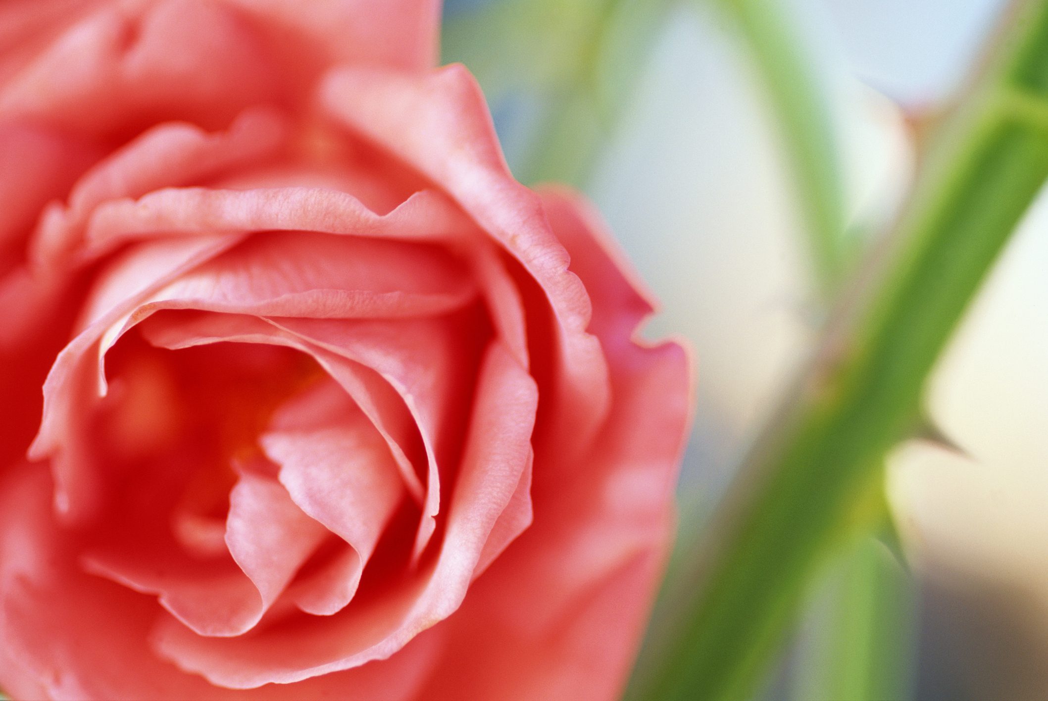 Why Do Roses Have Thorns (and Hips)?