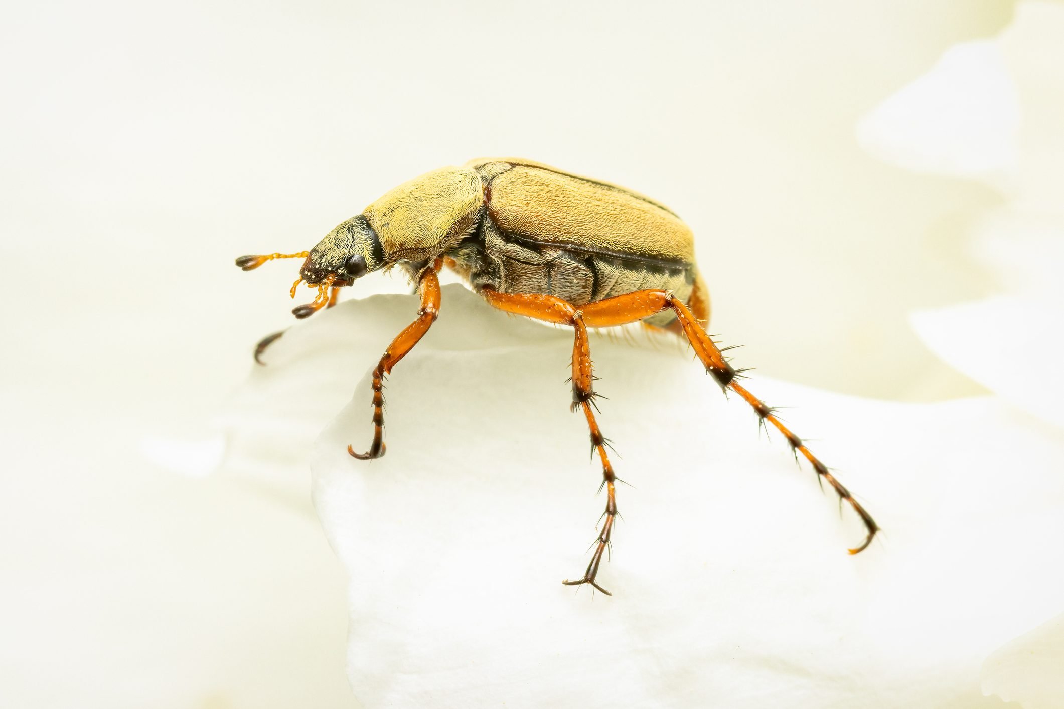 How to Get Rid of Rose Chafer Beetles - Birds and Blooms