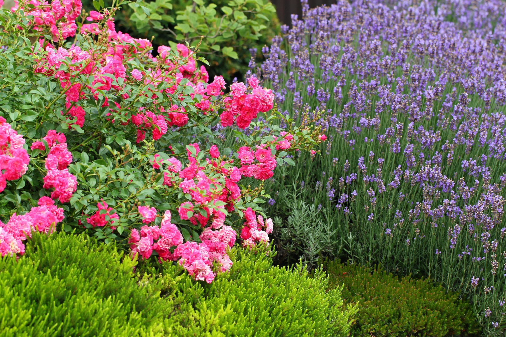 The Top 10 Best Companion Plants for Roses