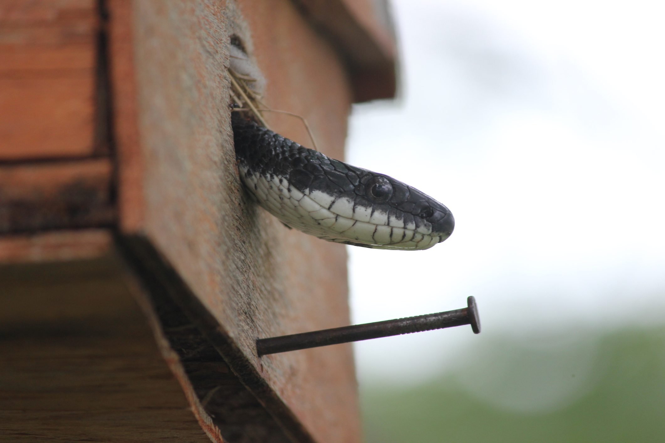 Protect the Nest: Do Snakes Eat Birds and Eggs?